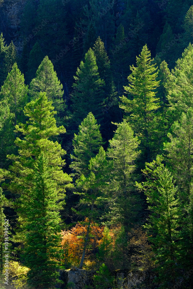 Lush Green Pine Forrest Forest on Mountain Side Environment and Rugged Woodland Lush Green Pine Forrest Forest on Mountain Side Environment and Rugged Woodland