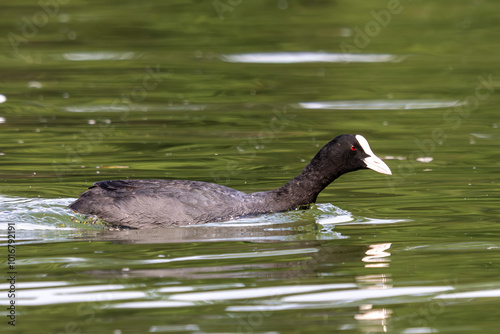 The Eurasian coot, Fulica atra swimming on the Kleinhesseloher Lake at Munich, Germany photo