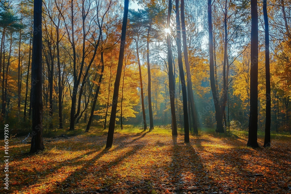Sunny autumn day in the forest Sunny autumn day in the forest