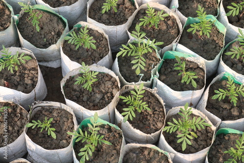 marigold flower seedling on nursery photo