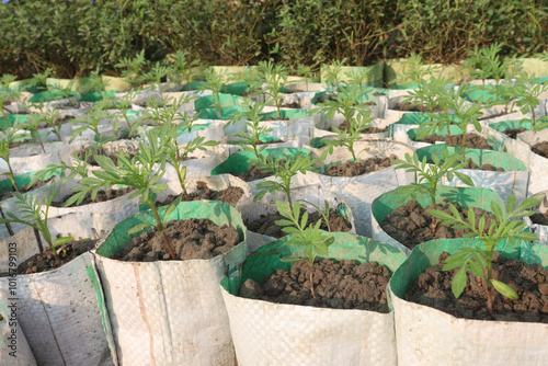 marigold flower seedling on nursery photo