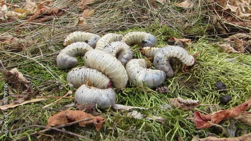  Larvae of the stag beetle are large larvae, white larvae on moss