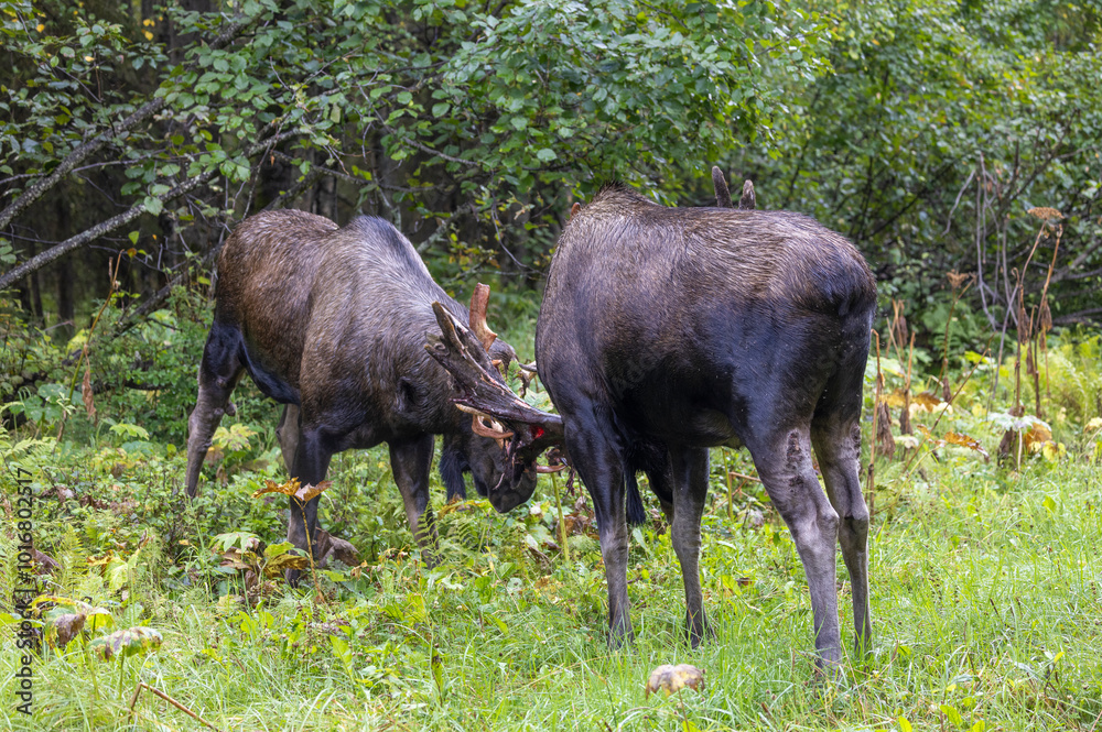 Alaska Yukon Bull Moose Fighting in Autumn in Alaska