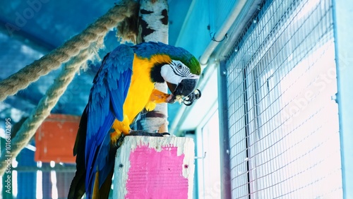 Foto Blue and yellow macaw parrot eats nut sitting in aviary