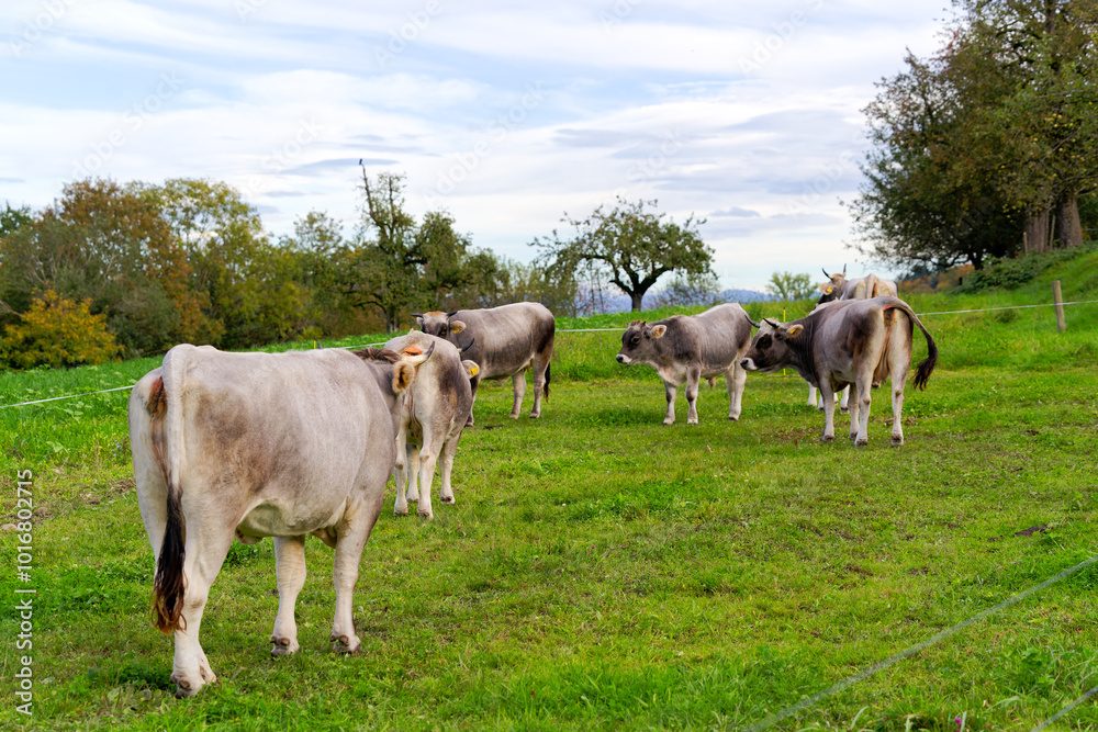 Cow herd of breed Rätisches Grauvieh grazing on meadow of organic farm at Swiss City of Zürich. Photo taken October 7th, 2024, Zurich, Switzerland. Cow herd of breed Rätisches Grauvieh grazing on meadow of organic farm at Swiss City of Zürich. Photo taken October 7th, 2024, Zurich, Switzerland.