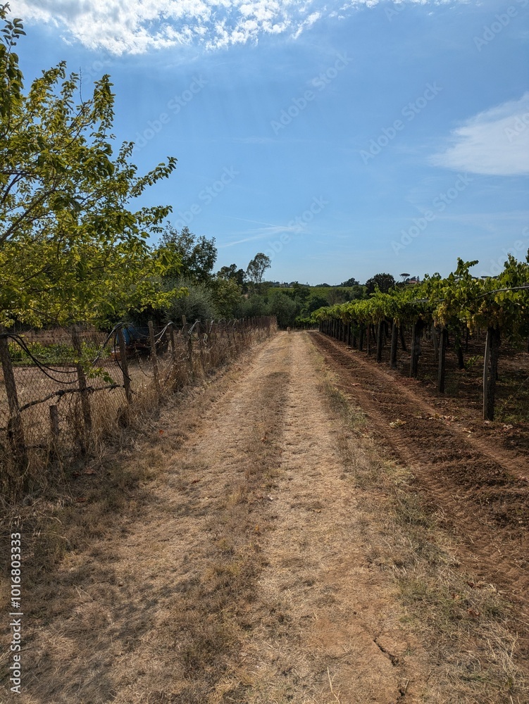 A lush cluster of white grapes, bathed in sunlight, hangs from a thriving vine. In the background, an agricultural landscape with trees and farming tools can be seen, creating a bucolic scene that evo A lush cluster of white grapes, bathed in sunlight, hangs from a thriving vine. In the background, an agricultural landscape with trees and farming tools can be seen, creating a bucolic scene that evo