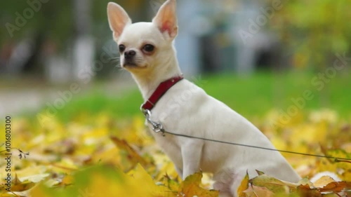 Chihuahua dog sits on autumn leaves, looks