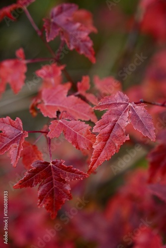 Japanese Red Maple