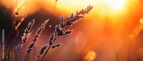 Wallpaper Mural  A tight shot of a plant against a sunset backdrop with grass in the foreground Torontodigital.ca
