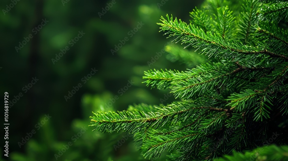A tight shot of a pine branch, adorned with green leaves, against a hazy backdrop of indistinct trees A tight shot of a pine branch, adorned with green leaves, against a hazy backdrop of indistinct trees