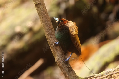 The magnificent bird-of-paradise (Diphyllodes magnificus) is a species of bird-of-paradise. This photo was taken in Arfak mountain, Indonesia. photo