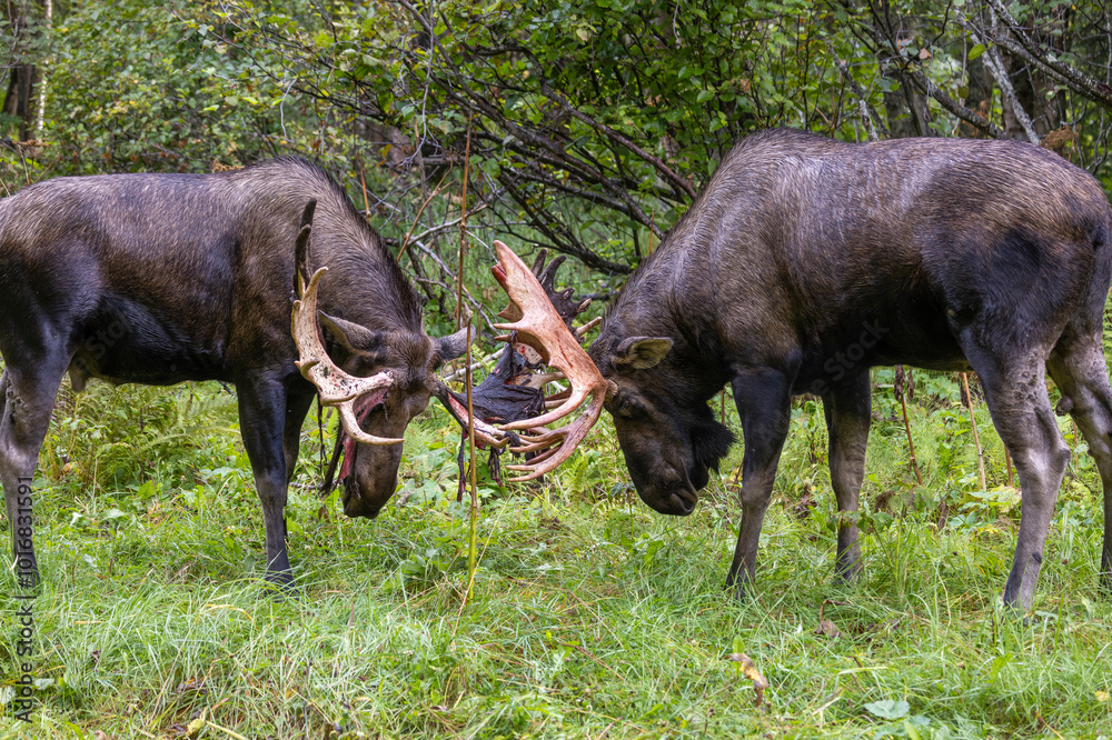 Alaska Yukon Bull Moose Fighting in Autumn in Alaska Alaska Yukon Bull Moose Fighting in Autumn in Alaska