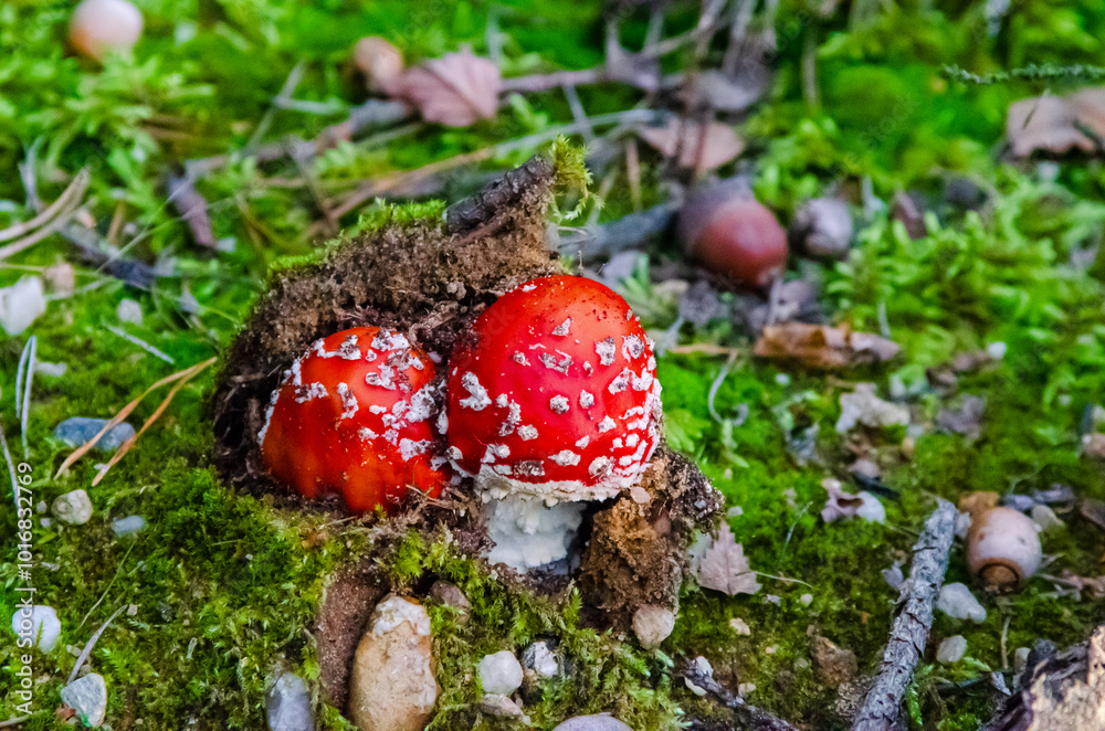 Parka muchomorów z czapką zrobioną z darni. Parka muchomorów z czapką zrobioną z darni.