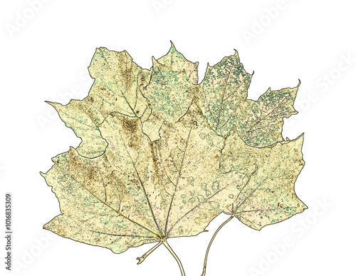 Stylized dried colorful maple leaves