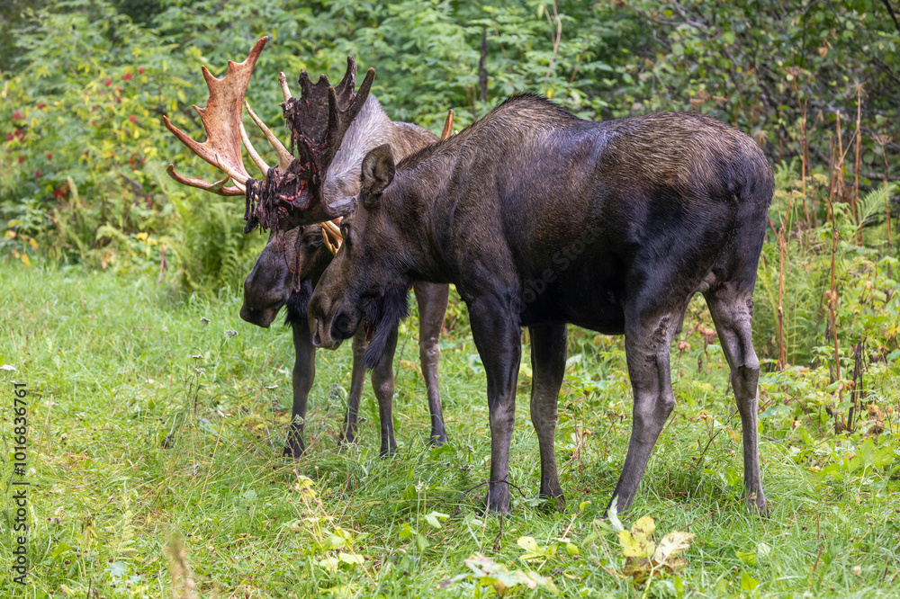 Alaska Yukon Bull Moose Fighting in Autumn in Alaska Alaska Yukon Bull Moose Fighting in Autumn in Alaska