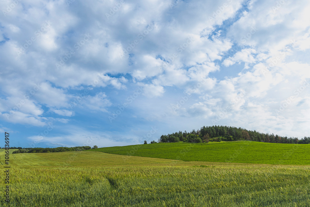 Wheat is growing on beautiful rolling hills under cloudy sky Wheat is growing on beautiful rolling hills under cloudy sky