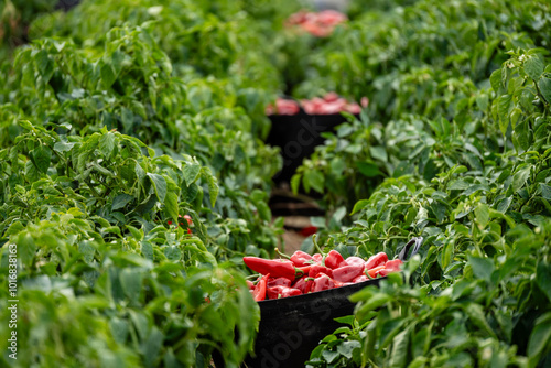 harvesting piquillo peppers on a plantation, Mendigorria, Foral Community of Navarre, Spain photo