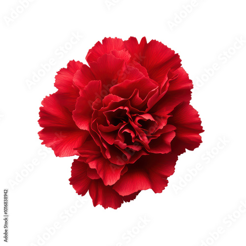 Wallpaper Mural Vibrant red carnation flower on a transparent background Torontodigital.ca