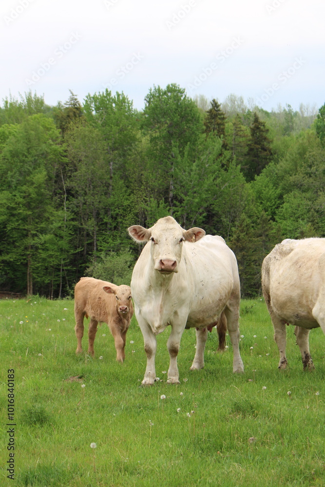 Countryside Pasture With Cows and Calf Countryside Pasture With Cows and Calf
