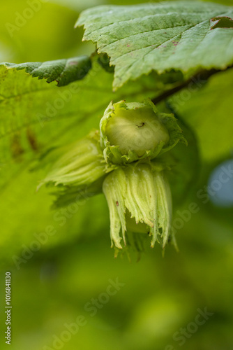 Young green hazelnuts growing on hazel tree branch