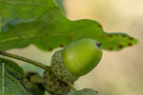 Green acorn growing on an oak tree branch in summer