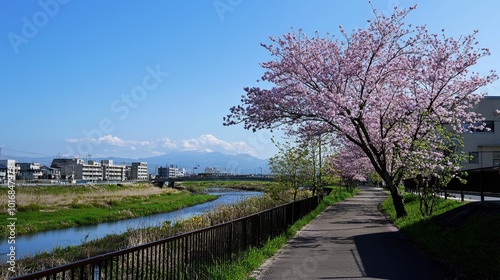 Blooming cherry blossoms along a serene riverside pathway in springtime tranquility