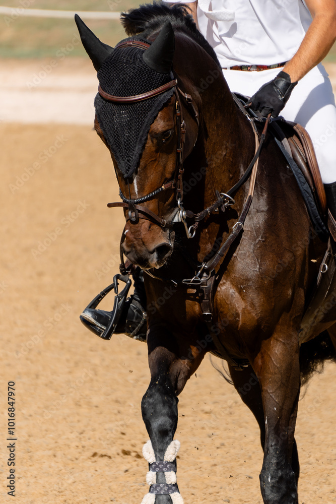 Portrait of a warmblood bay competition blaze horse and the arena Portrait of a warmblood bay competition blaze horse and the arena
