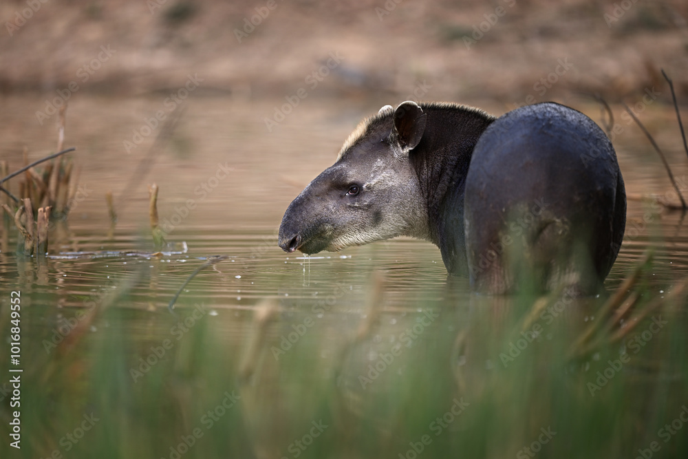 Brazilian Tapir Wading in a Water Pond Looking to the Left Brazilian Tapir Wading in a Water Pond Looking to the Left