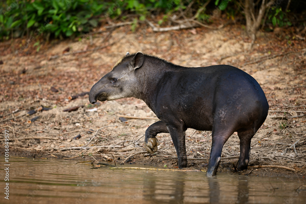 Brazilian Tapir Stepping Out of a Pond at the Water's Edge Brazilian Tapir Stepping Out of a Pond at the Water's Edge