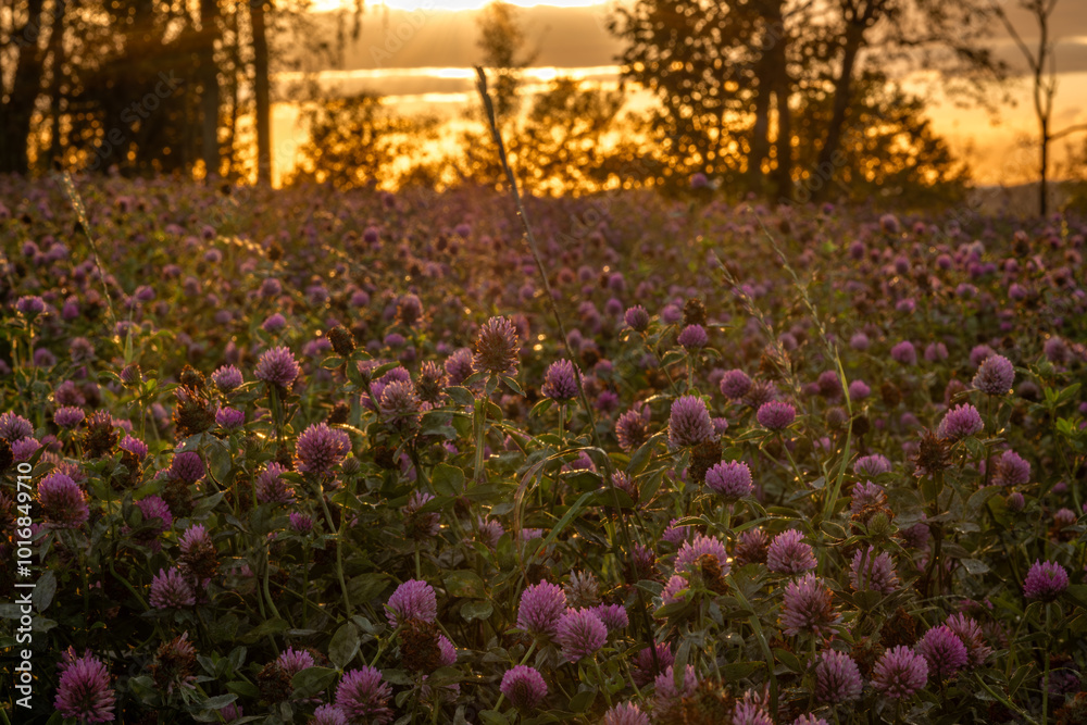 Obraz premium View for sunset evening sky from clover field with violet blossoms
