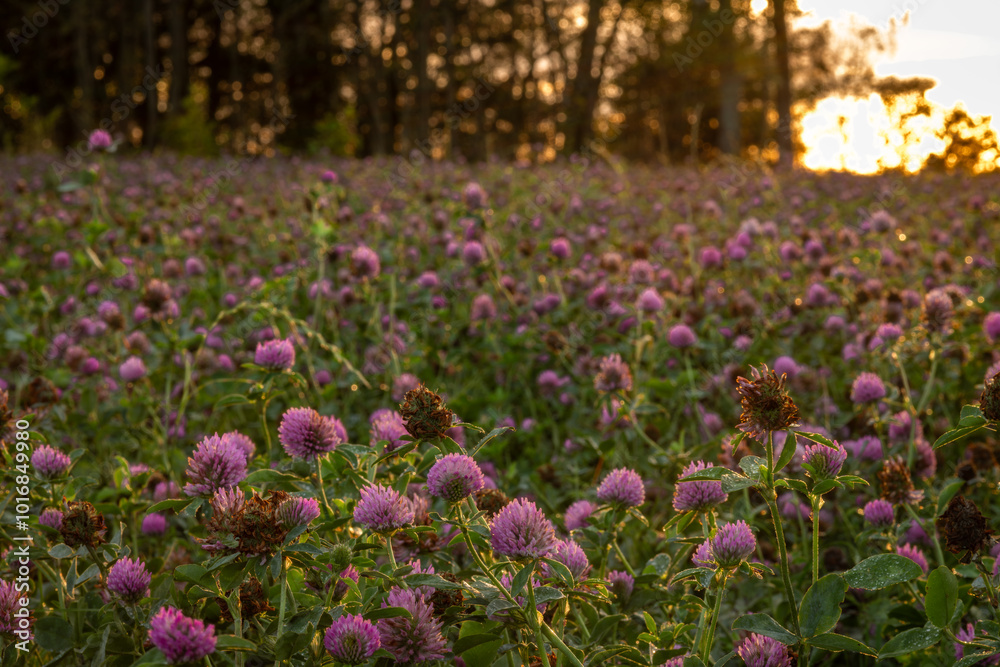 View for sunset evening sky from clover field with violet blossoms View for sunset evening sky from clover field with violet blossoms
