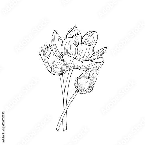 Lotus flower bouquet vector sketch illustration painted by black inks. Blooming Water Lily with buds on stem Vietnamese national flowers. For poster, cards, cosmetics packaging