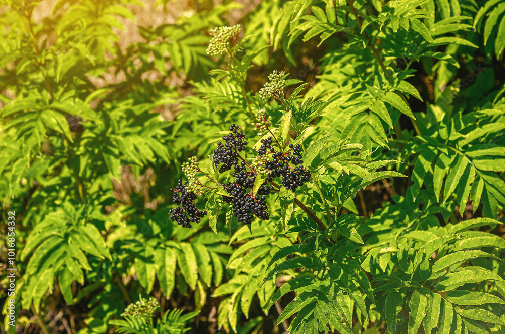Branch of a ripe black elder in the sunlight. Colored blurred highlights. Soothing nature screensaver.