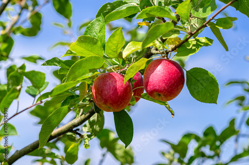 Red apples hang on tree against blue sky. Apple orchard in autumn. Fruit harvest, juice production.