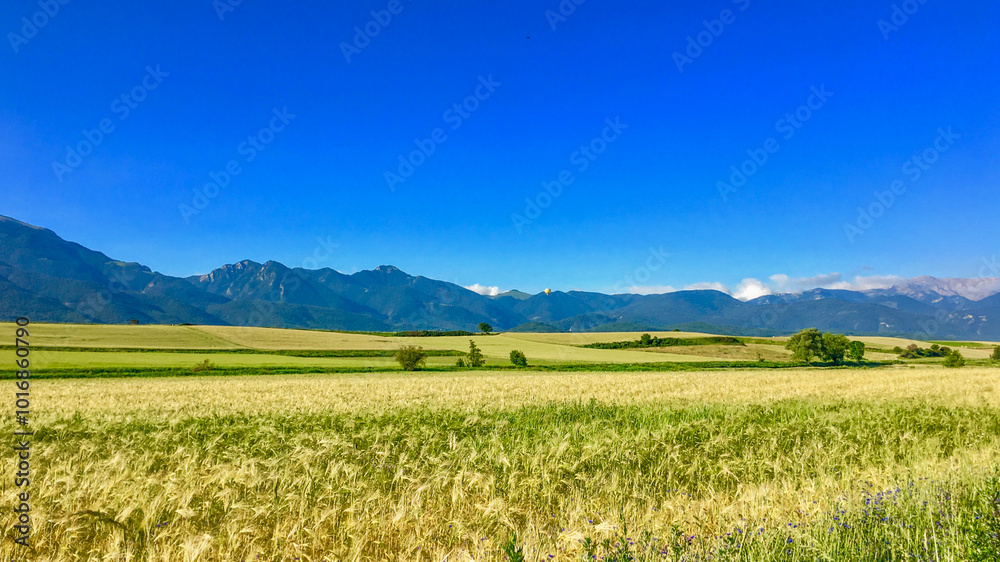 Fototapeta premium Golden wheat fields stretch under a clear blue sky with mountains in the distance, symbolizing summer harvest and tranquility