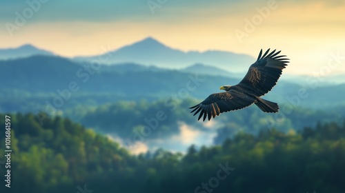 Eagle Flying High Above Forest Canopy with the late afternoon sun casting a golden glow over the landscape below. photo