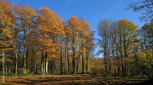 Golden autumn leaves create a breathtaking canopy in a serene forest setting