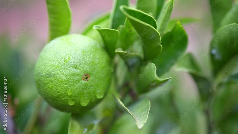 Close up of a green, wet lemon growing on a tree Close up of a green, wet lemon growing on a tree