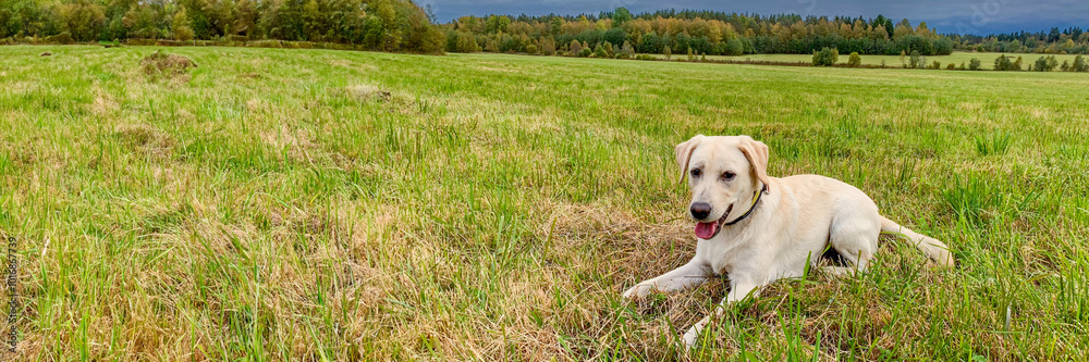 A joyful Labrador retriever lies on a lush green meadow under a cloudy sky, embodying tranquility and nature's beauty A joyful Labrador retriever lies on a lush green meadow under a cloudy sky, embodying tranquility and nature's beauty