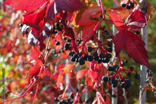 Beautiful virginia creeper (Parthenocissus quinquefolia) foliage in autumn. Blur background photo