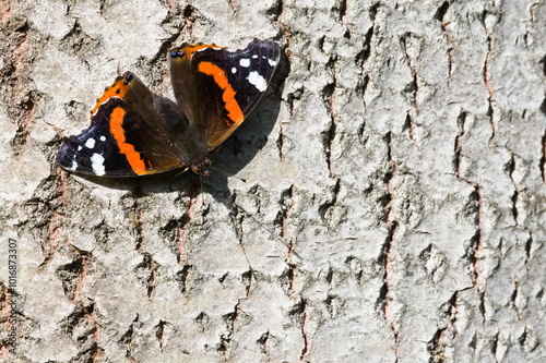 Fotografija Lepidoptera Vanessa atalanta aka Red admiral butterfly perched on the tree