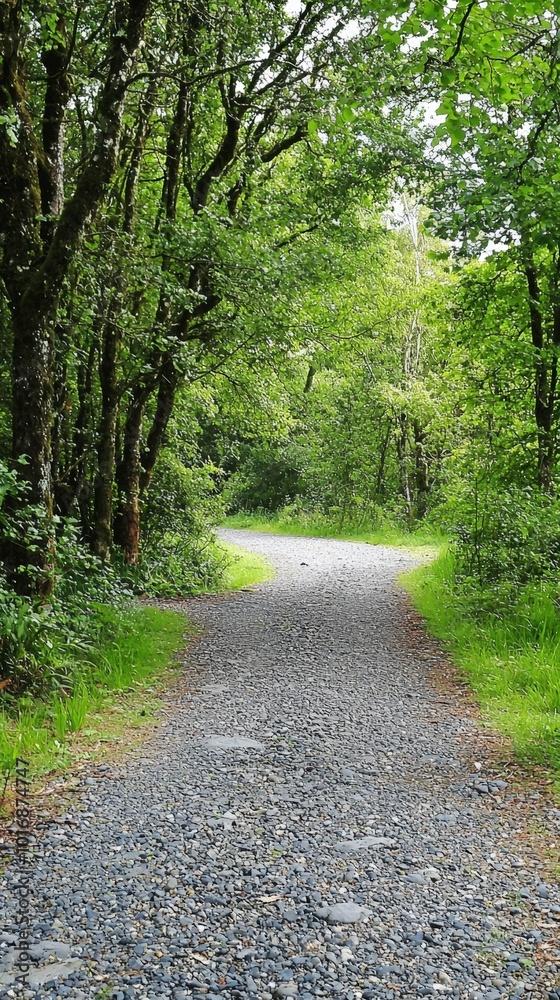 Fototapeta premium Serene winding gravel path through lush green forest in late afternoon sunlight