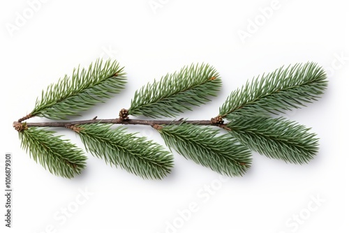 Elegant spruce branch featuring needles and cones arranged on a clean white background