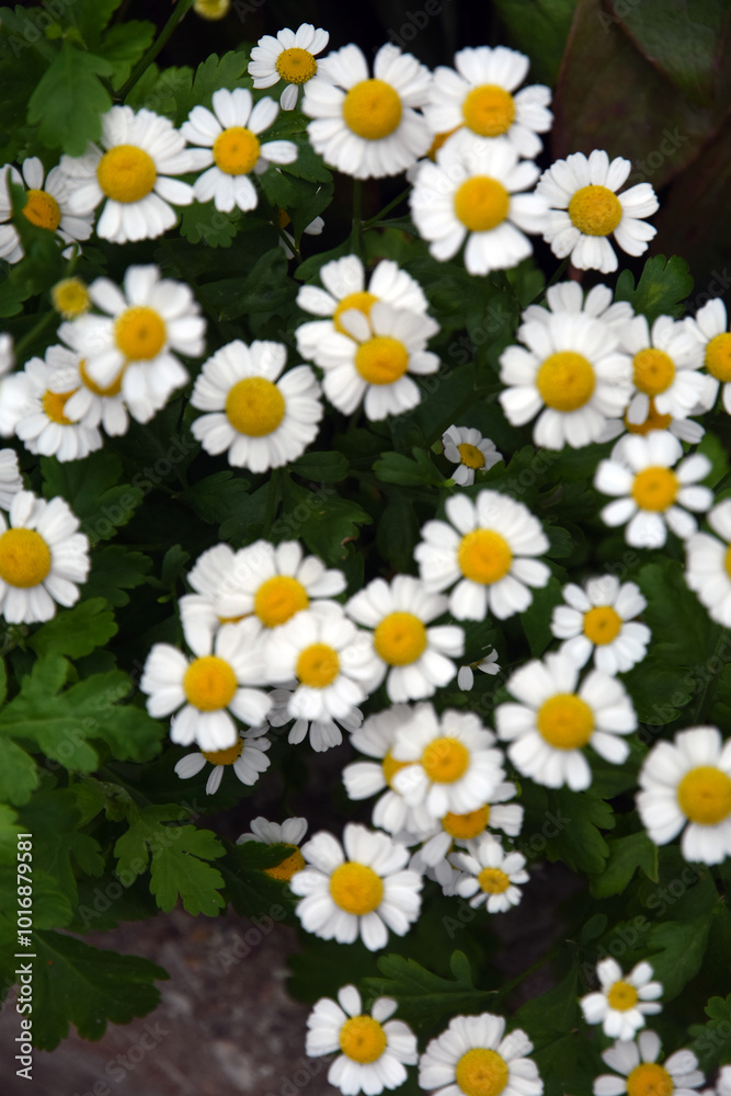 daisies in a garden