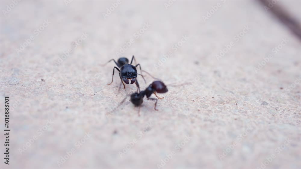 Close up of ants moving on the ground