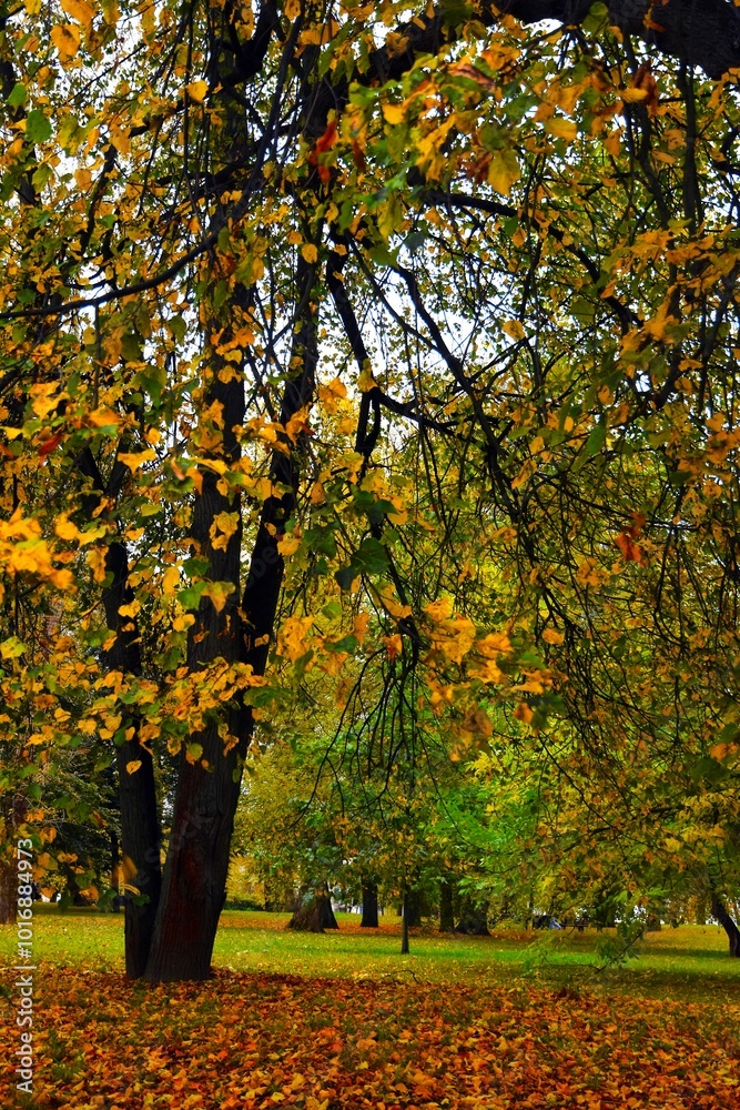autumn in the park