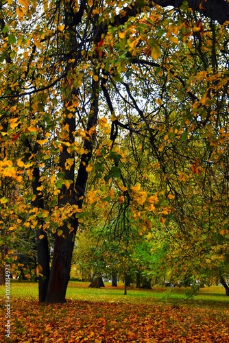 Obraz na płótnie autumn in the park w salonie