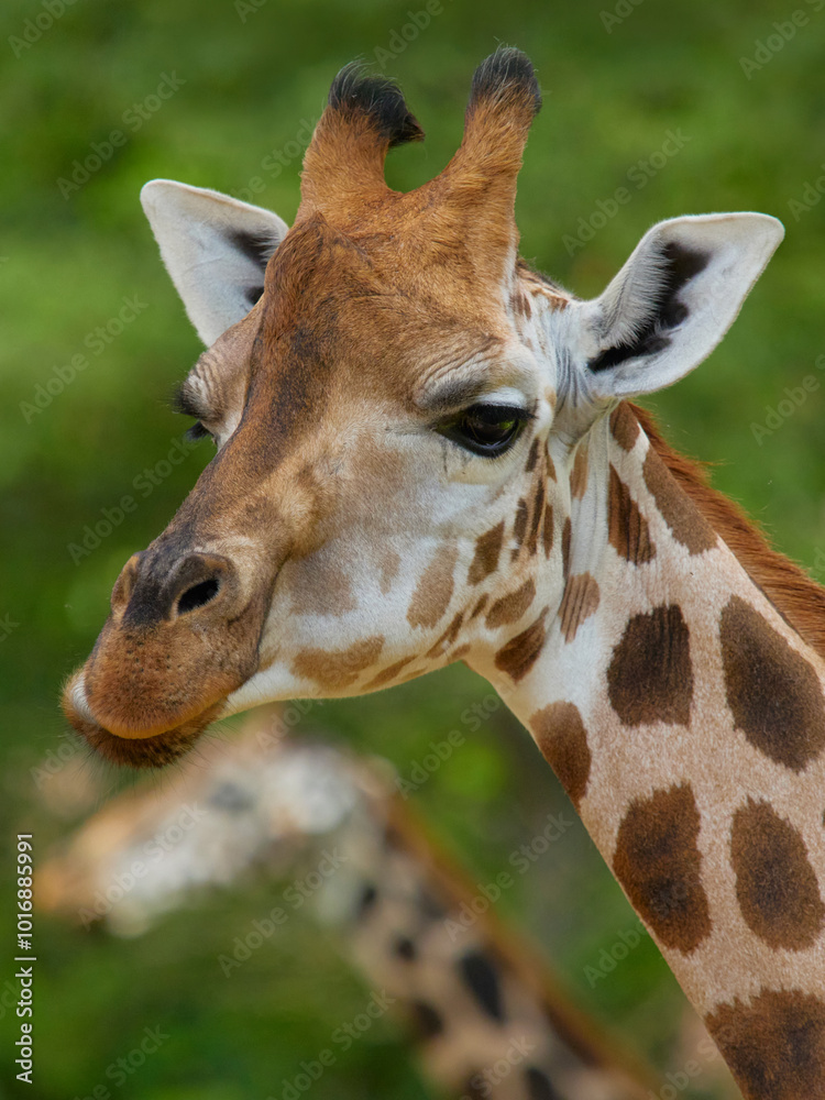 Close-up of a giraffe in front of some green trees, looking at the camera
