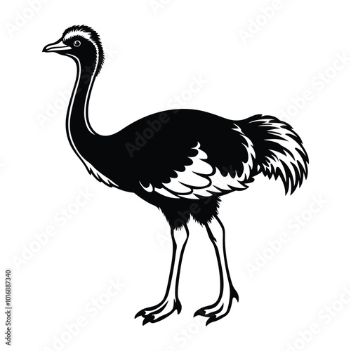 ostrich isolated on white background