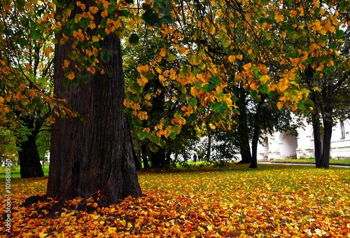 Obraz na płótnie autumn leaves in the park w salonie